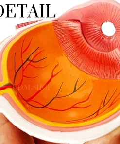 Alternative view of Alat Peraga Anatomi Bola Mata Manusia Katarak Human Anatomy Cataract Eye Model