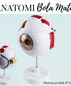 Alat Peraga Model Anatomi Bola Mata Manusia Eyeball Struktur Jelas 6X Pembesaran Human Anatomy