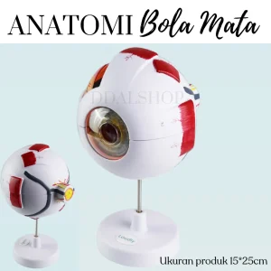 Alat Peraga Model Anatomi Bola Mata Manusia Eyeball Struktur Jelas 6X Pembesaran Human Anatomy