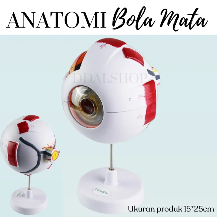 Alat Peraga Model Anatomi Bola Mata Manusia Eyeball Struktur Jelas 6X Pembesaran Human Anatomy