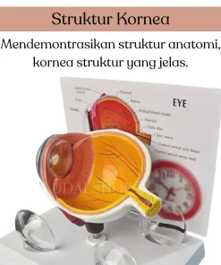 Alternative view of Alat Peraga Model Anatomi Bola Mata Manusia Cornea Human Anatomy