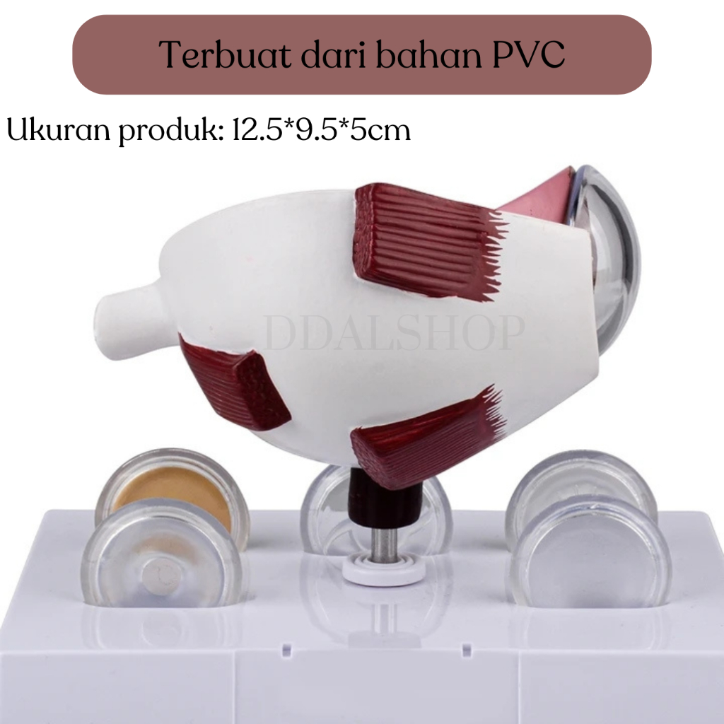 Alat Peraga Anatomi Bola Mata Manusia Katarak Human Anatomy Cataract Eye Model - Foto 4