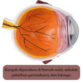 Alat Peraga Anatomi Bola Mata Manusia Katarak Human Anatomy Cataract Eye Model - Foto 6