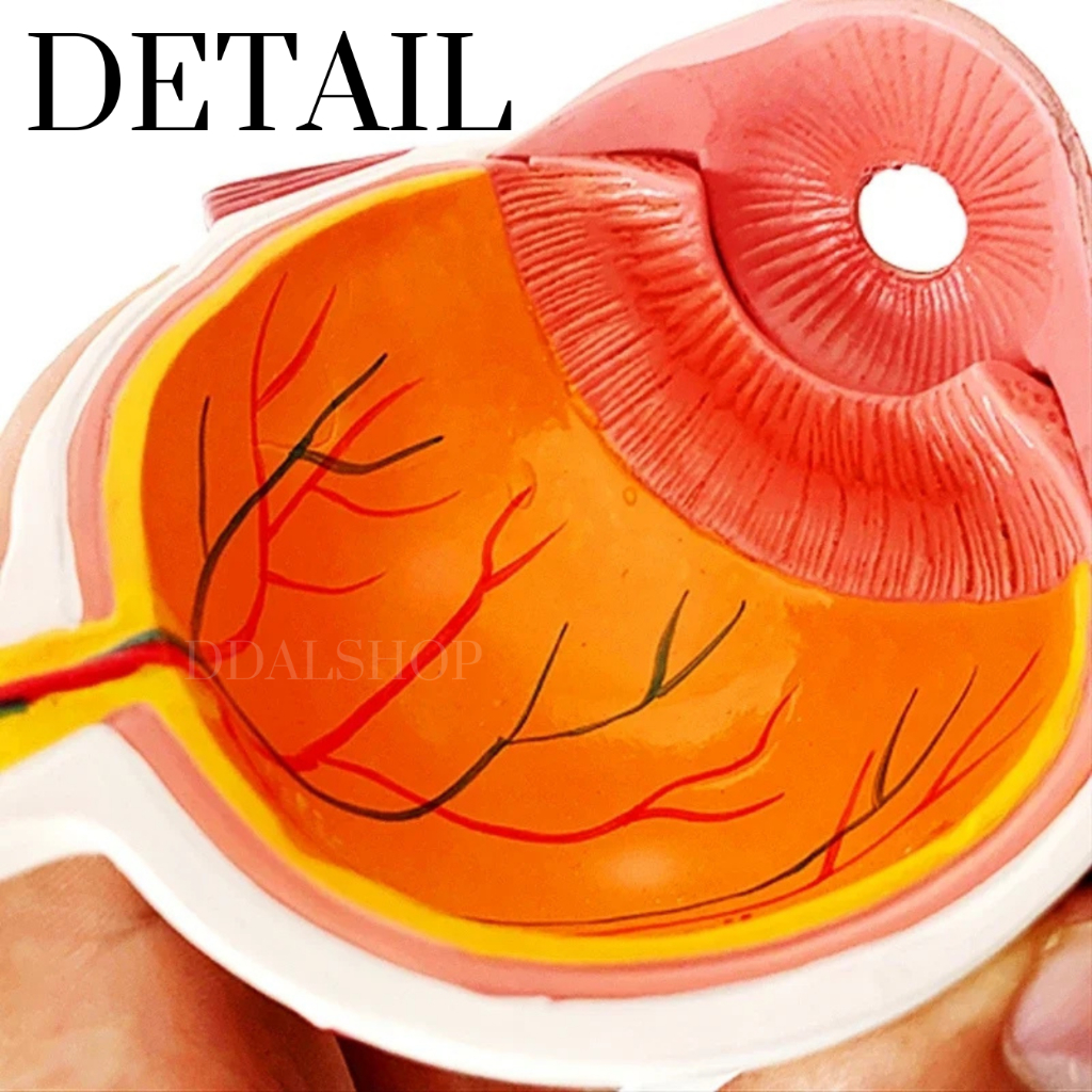 Alat Peraga Anatomi Bola Mata Manusia Katarak Human Anatomy Cataract Eye Model - Foto 8