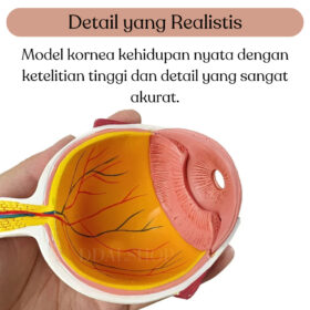Alat Peraga Model Anatomi Bola Mata Manusia Cornea Human Anatomy - Foto 3